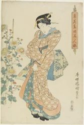 Chrysanthemen